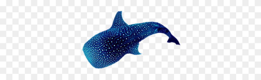 338x200 Китовая Акула Png Изображения - Китовая Акула Png