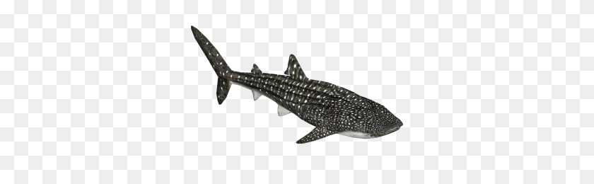 300x200 Whale Shark Png Png Image - Whale Shark PNG