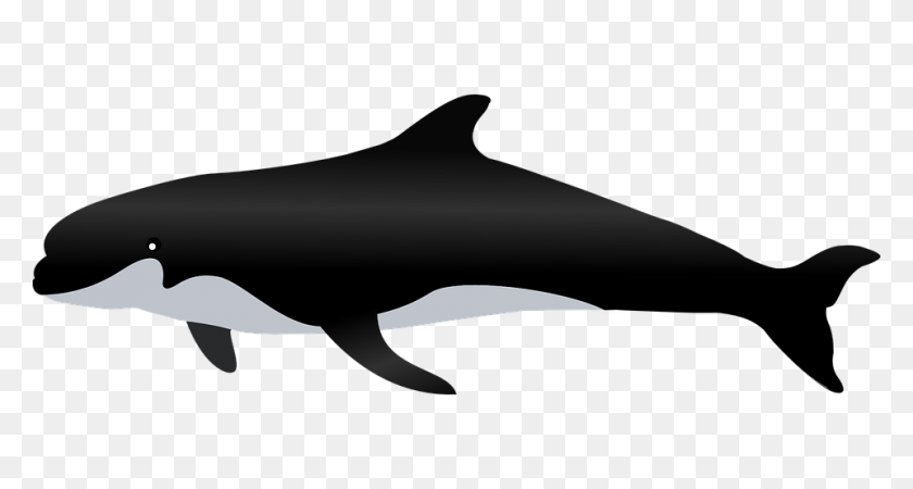 960x480 Whales And Dolphins - Orca Whale Clipart