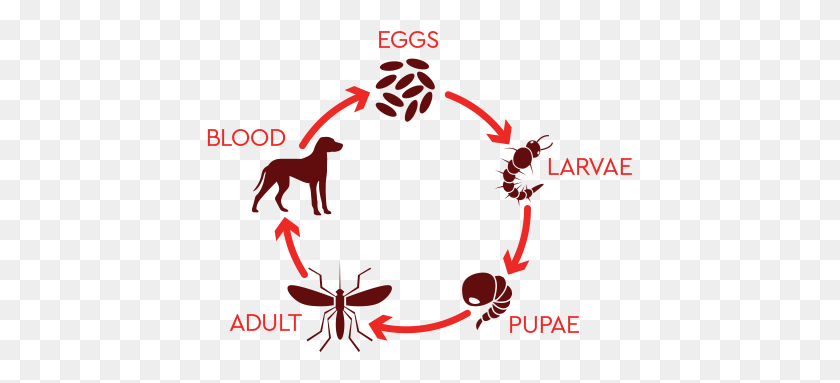 426x323 What Is The Mosquito Life Cycle - Mosquito Clipart