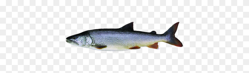 400x187 What You'll Catch Travel Manitoba - Trout PNG