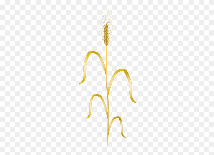 272x551 Wheat - Wheat PNG