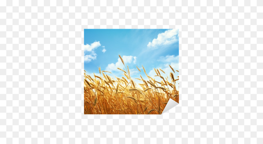 400x400 Пшеничное Поле Обои - Поле Трава Png