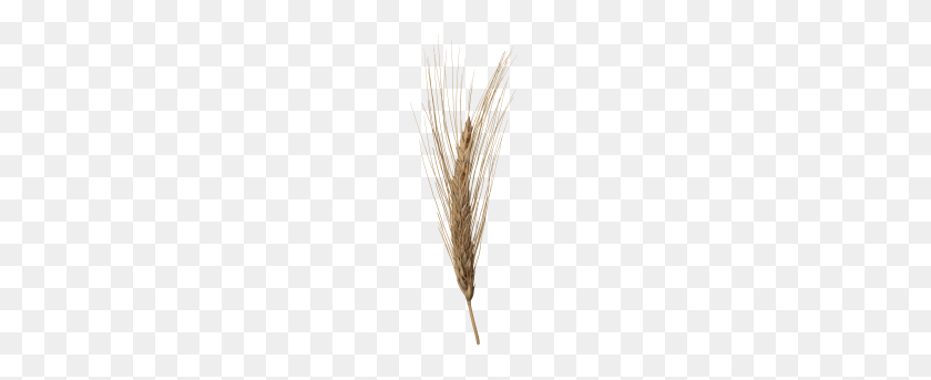 379x283 Wheat Head Png Transparent Image - Wheat PNG