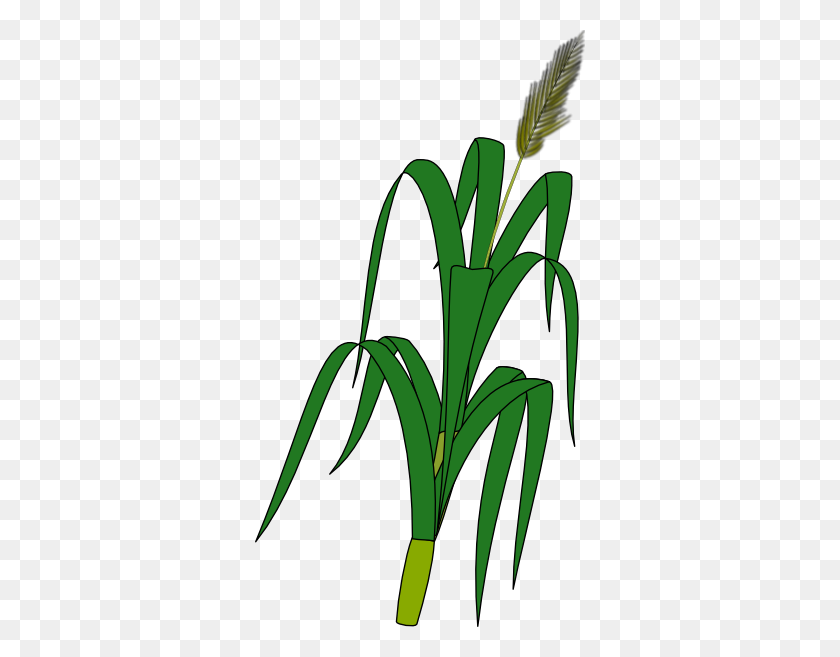 330x597 Wheat Plant Food Clip Art - Rice Plant Clipart
