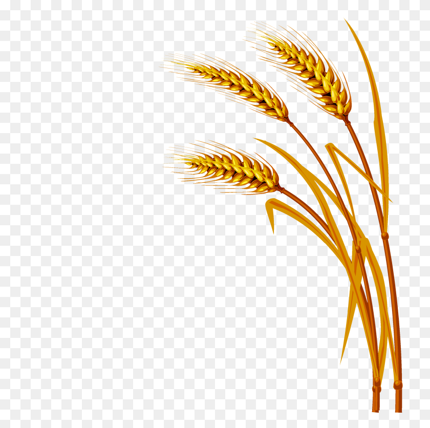2820x2807 Trigo Png Image - Free Wheat Clipart