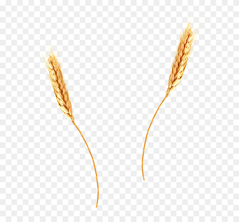 631x720 Wheat Png Images Free Download - Whole Grains Clipart