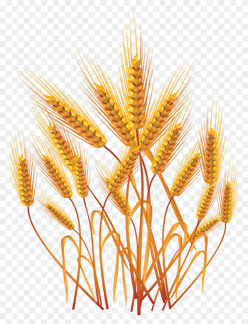 4652x6182 Wheat Png Images Free Download - Crops PNG