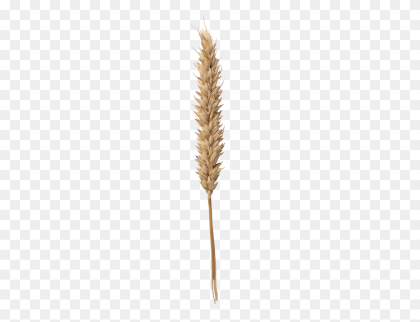 866x650 Wheat Png Transparent Image - Wheat PNG