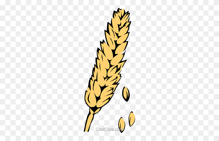 197x480 Wheat Royalty Free Vector Clip Art Illustration - Free Wheat Clipart