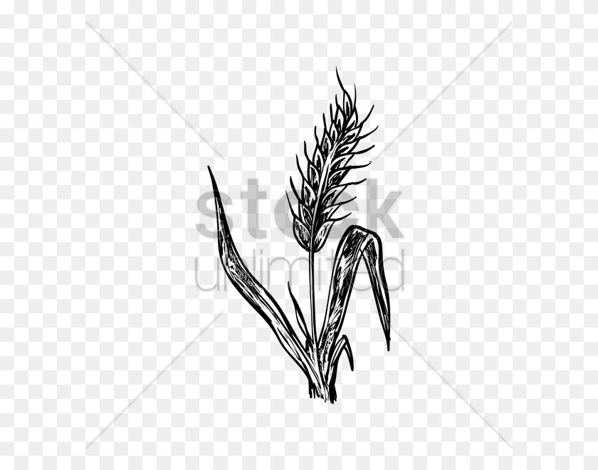 600x600 Wheat Stalk Vector Image - Wheat PNG