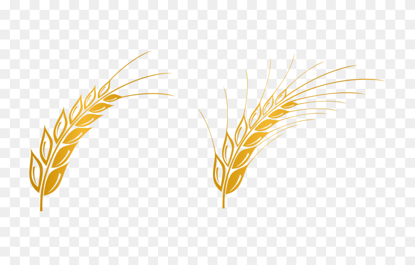 1299x796 Wheat Vector Free Download Clip Art - Free Wheat Clipart