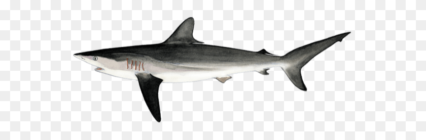 560x217 Which Sharks And Rays Were Listed - Shark Fin PNG