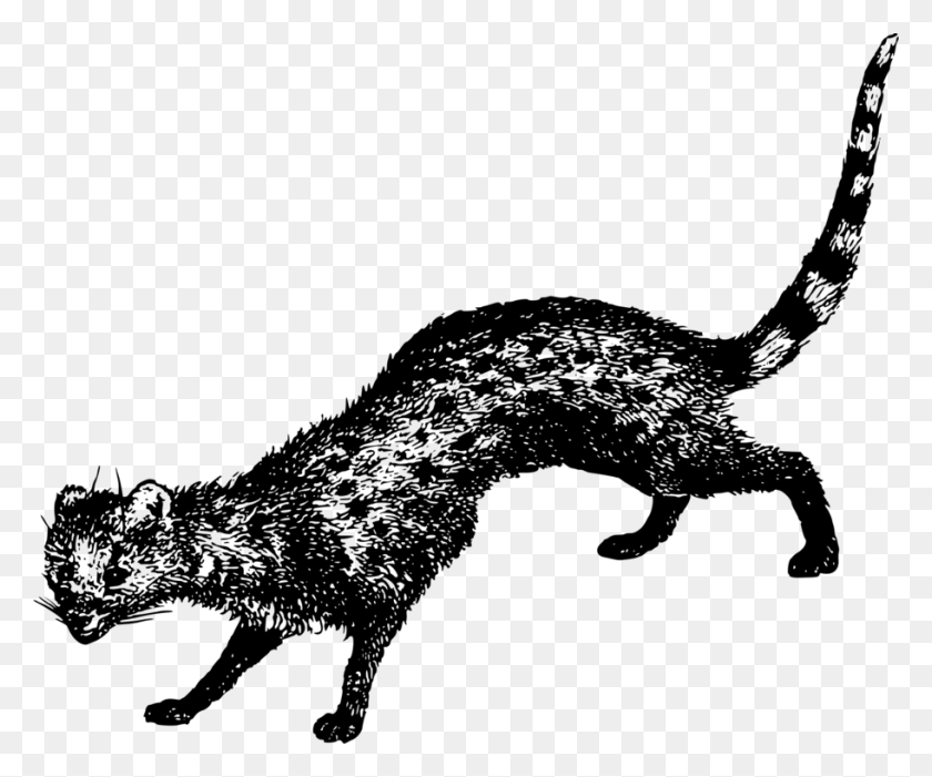 912x750 Whiskers Wildcat Dog Bear - Wildcat Clipart