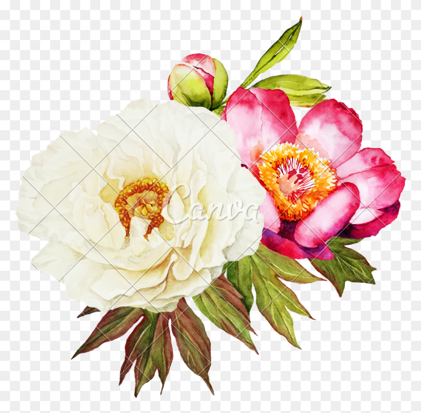 800x784 White And Red Peonies Flower - Peony PNG
