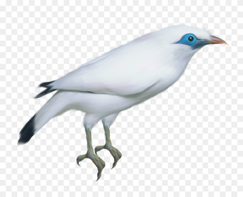 1643x1304 Pájaro Blanco Png