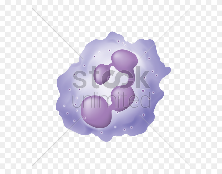 600x600 White Blood Cell Vector Image - White Blood Cell Clipart