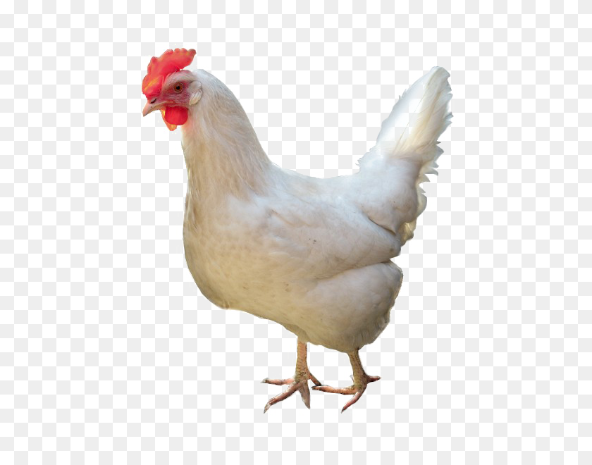 600x600 White Chicken Png High Quality Image Png Arts - Chicken PNG