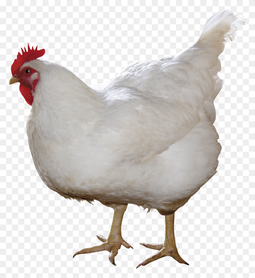 2055x2256 White Chicken Png Image - Chicken PNG
