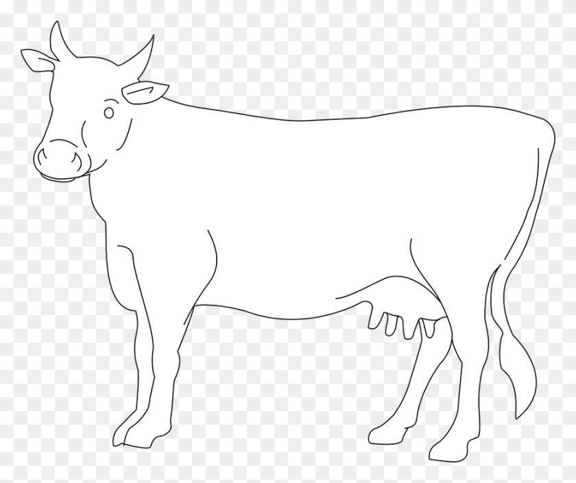 870x720 White Cow Png Photo Png Arts - Cow PNG
