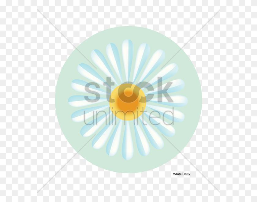 600x600 White Daisy Flower Vector Image - White Daisy PNG