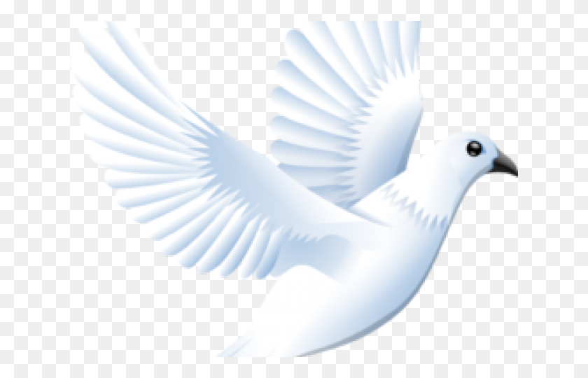 640x480 White Dove Cliparts - White Dove PNG