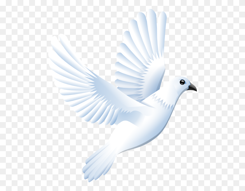 510x597 White Dove Png Clip Arts For Web - Dove PNG