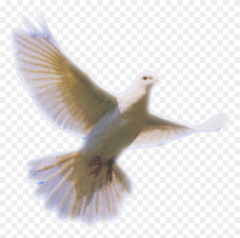 1240x1228 White Dove Snip - White Dove PNG