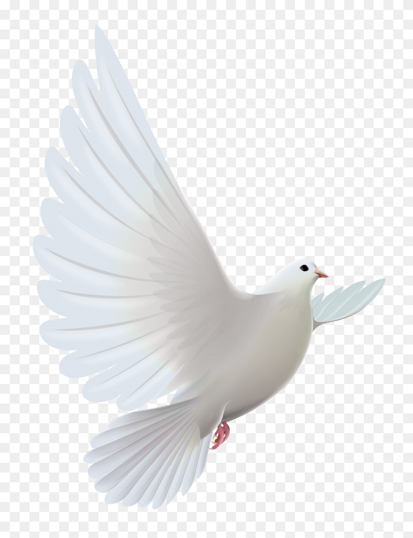 3904x5175 White Dove Transparent Png - Sky Background PNG
