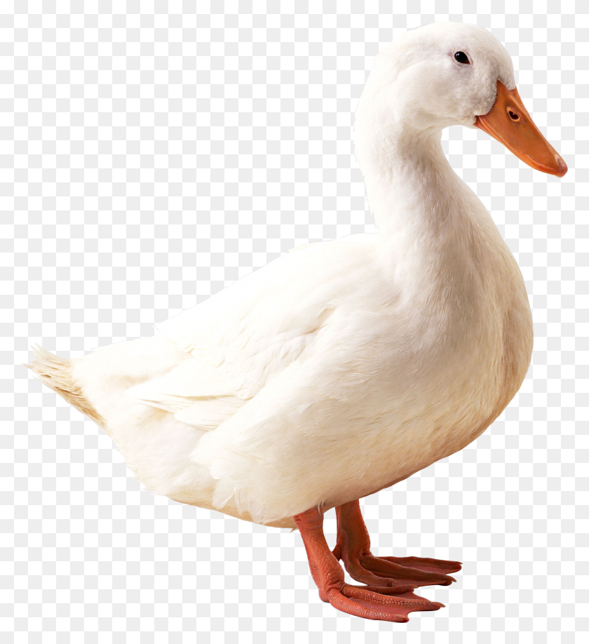 1780x1959 White Duck Png - White Feather PNG