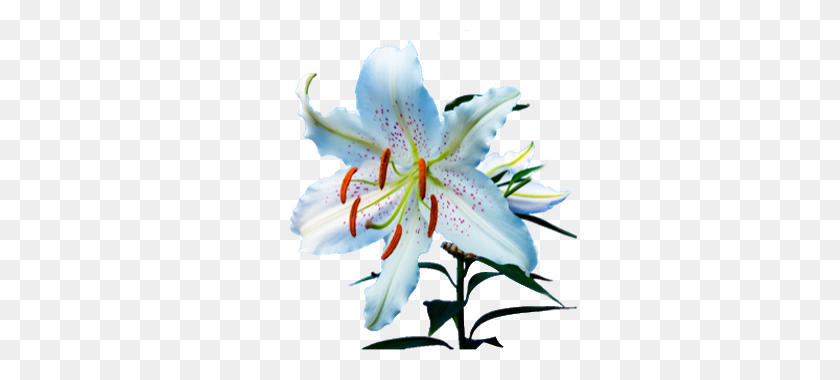 320x320 White Easter Lily Flower On Transparent Background Free To Use - Easter Lily PNG
