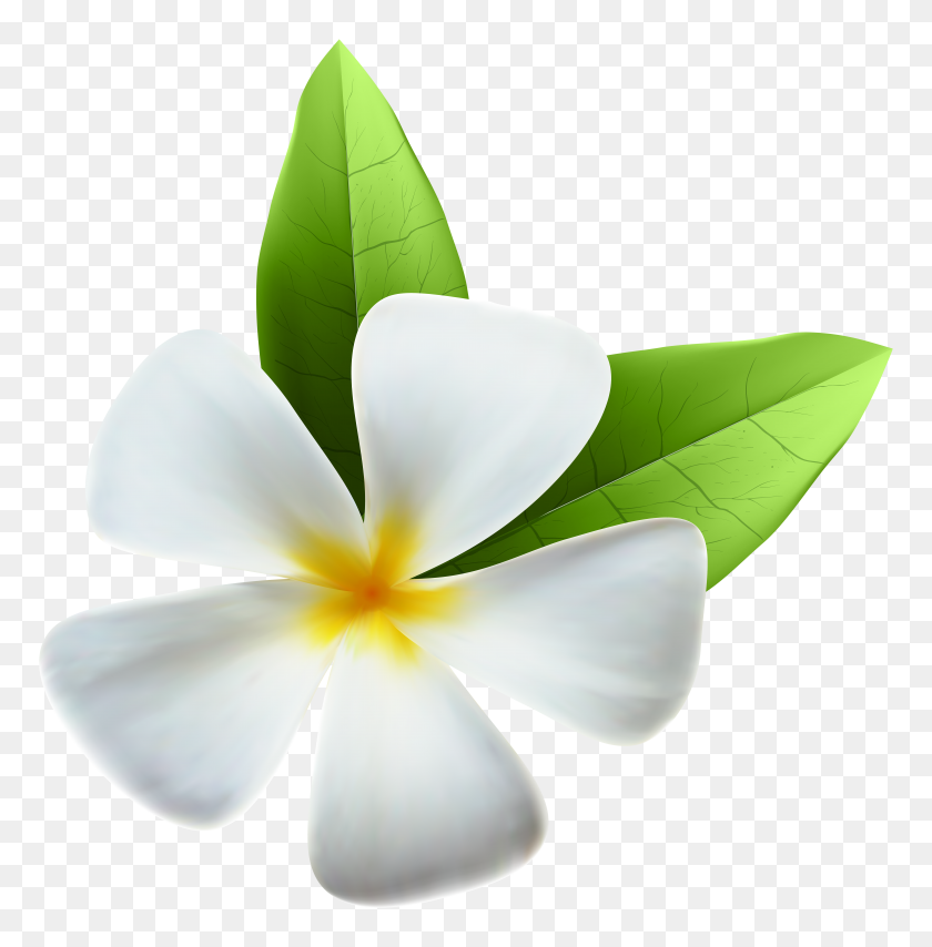 7857x8000 White Exotic Flower Png Clip Art - White Flower Clipart