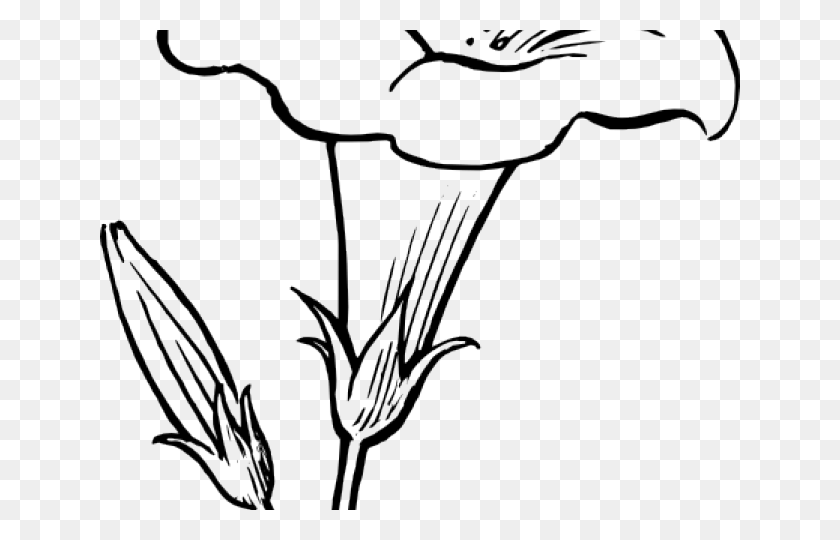 640x480 Белый Цветок Клипарт Кизил - Цветок Кизила Клипарт
