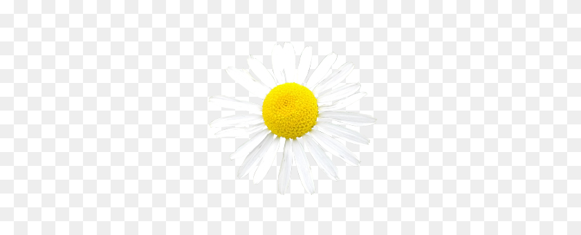 280x280 White Flower Photo Png - White Daisy PNG