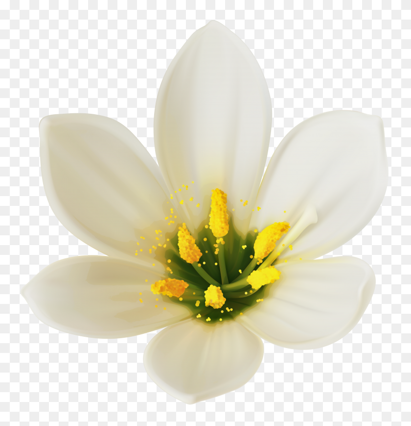 5877x6098 White Flower Png Clipart - White Flower PNG