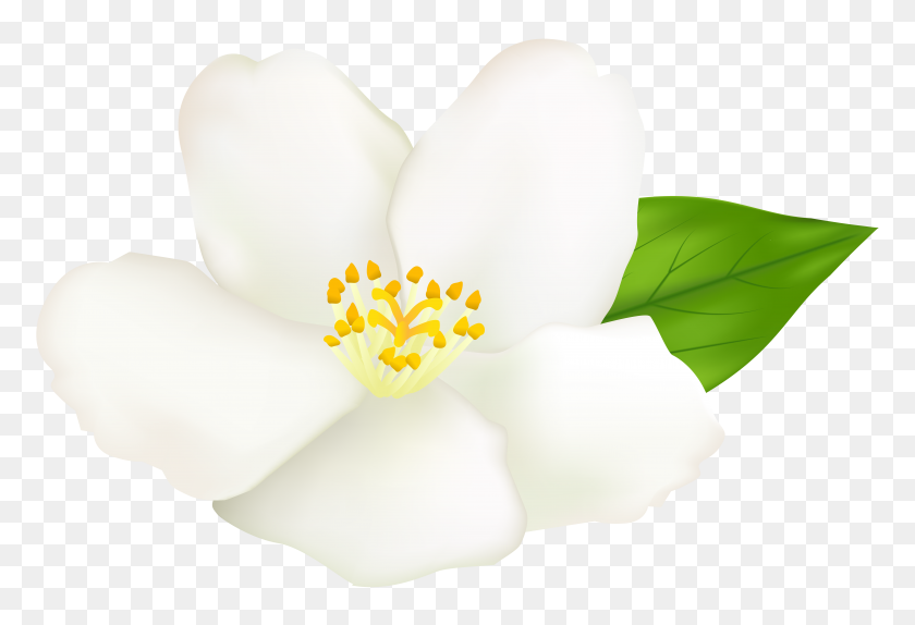 8000x5282 Прозрачный Зажим Белый Цветок - Сосновая Шишка Клипарт