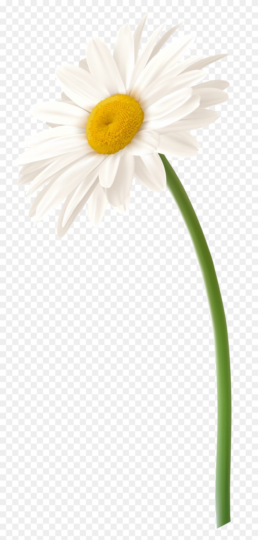 3685x8000 White Gerbera Flower Png Clip Art - Chamomile PNG