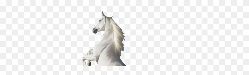 300x194 White Horse Standing On Two Legs Png Transparent Image - White Horse PNG