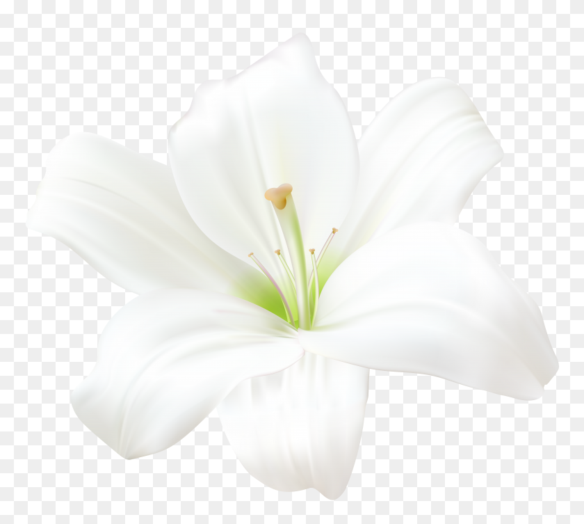 8000x7116 Белая Лилия Png Клипарт - Белый Цветок Png