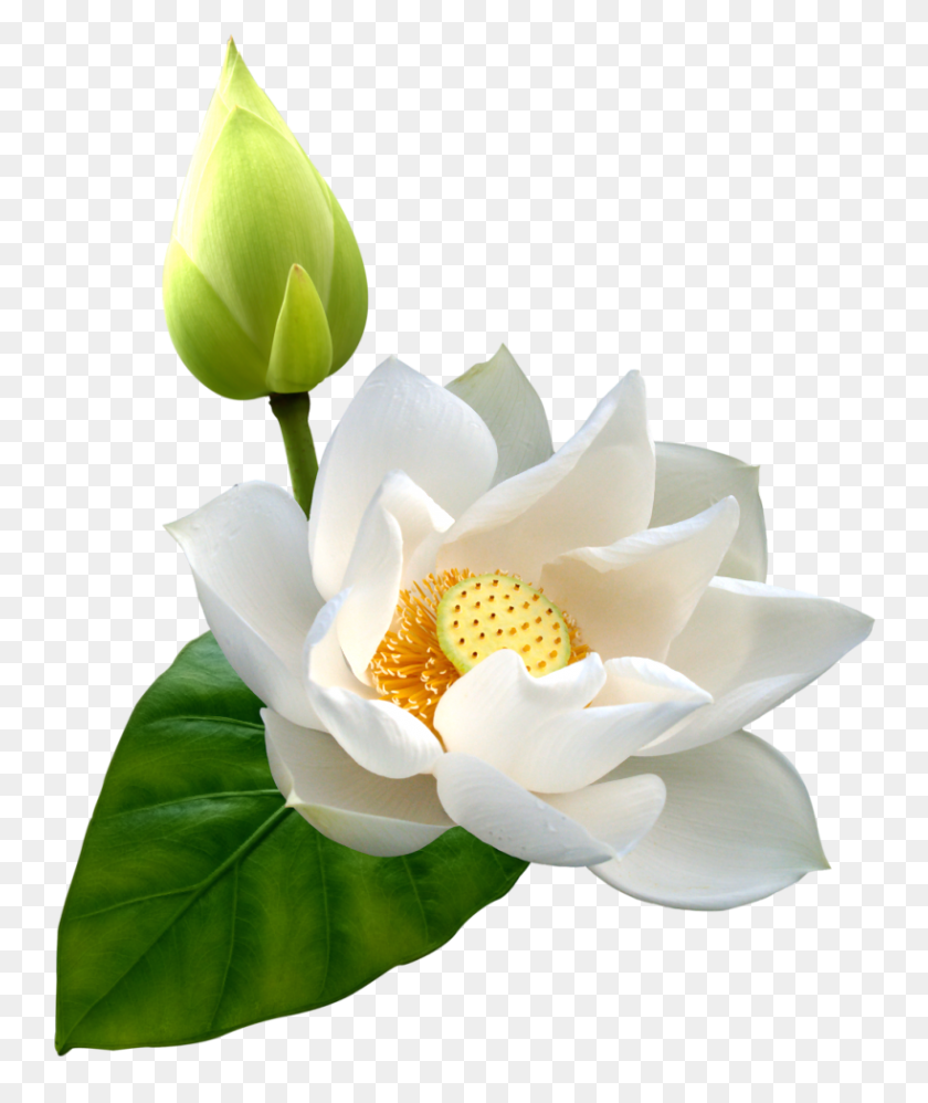 819x985 White Lotus Png Clip Art - White Flower PNG