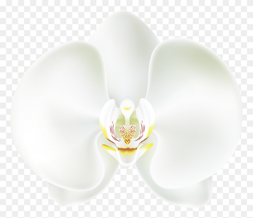 8000x6805 White Orchid Png Clip - Orchid Clipart