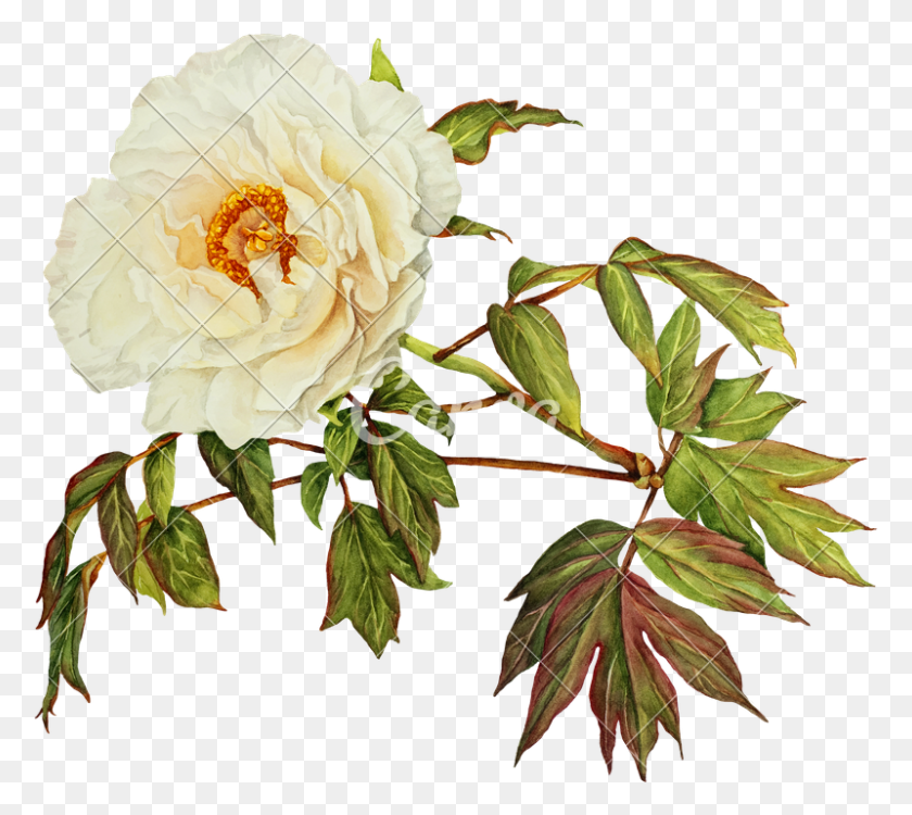 800x708 White Peony Flower Watercolor - Watercolor Roses PNG