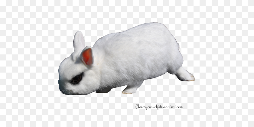 538x360 White Rabbit Png Clipart - Rabbit PNG