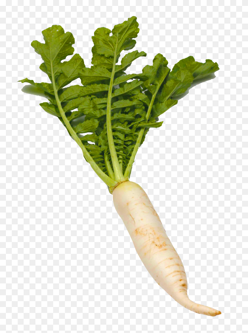 1976x2708 White Radish Png Picture Png Transparent Best Stock Photos - Turnip PNG