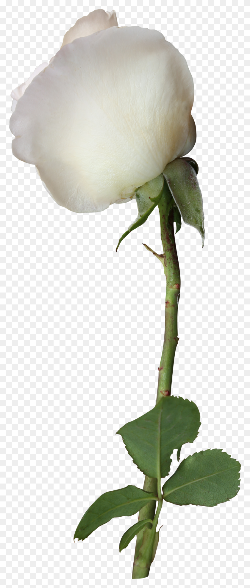 1024x2508 White Rose - White Rose PNG