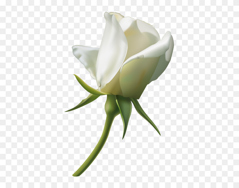 409x600 White Rose Bud Png - Plumeria PNG