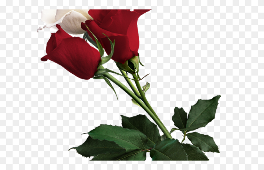 640x480 White Rose Clipart - White Rose Clip Art