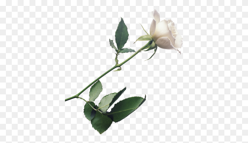 400x425 White Rose Clipart One White - White Rose Clip Art