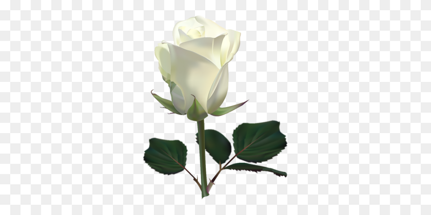 309x360 Белая Роза, Цветок Белая Роза Png Изображение - Одиночная Роза Png