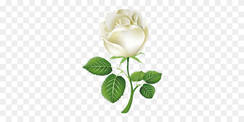 278x360 Белая Роза, Цветок Белая Роза Png Картинка - Белая Роза Png